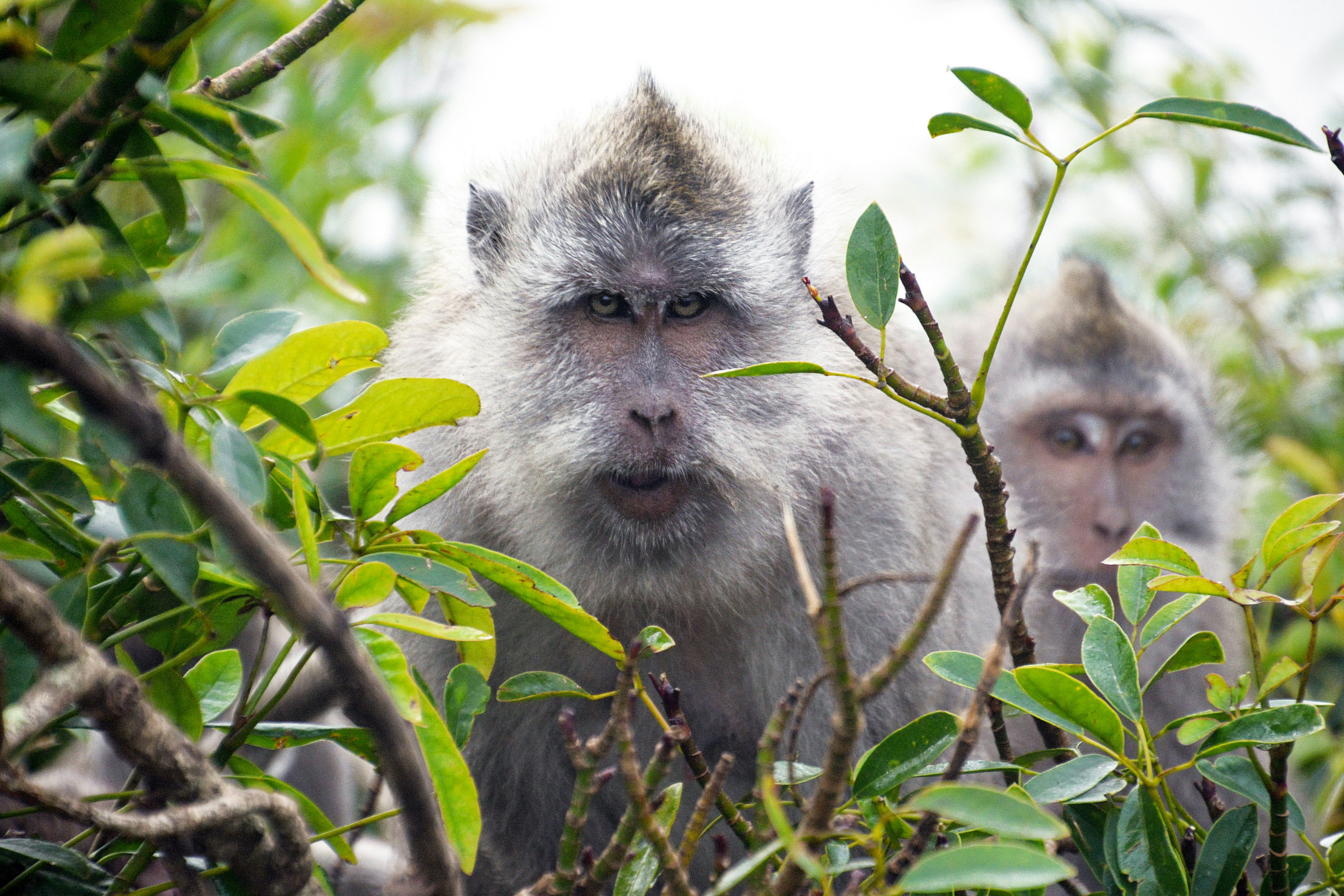 white and gray monkey on green tree during daytime